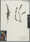 Foto von Salix repens subsp. repens L.